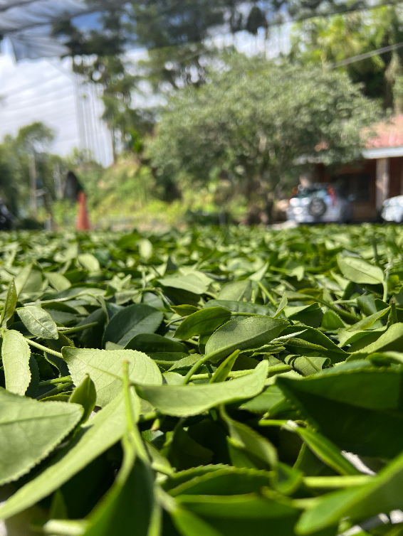 金萱烏龍茶