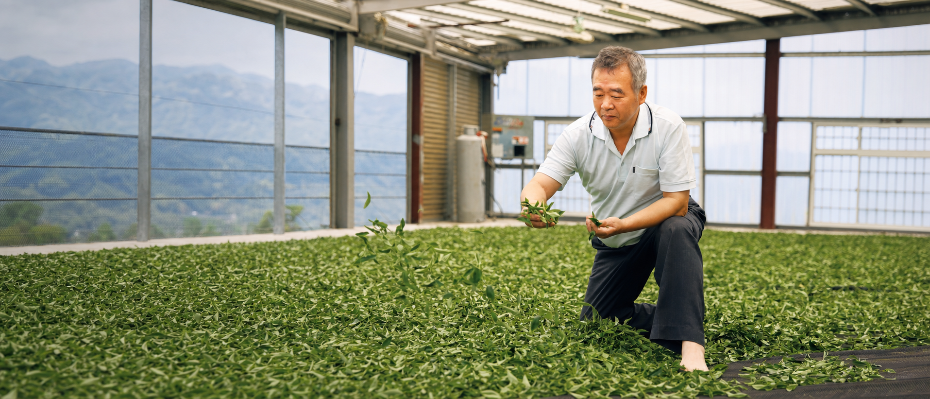 伊松坊外拍紀錄:製茶師於日光萎凋場翻檢茶菁